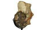 Cretaceous Ammonite (Mammites) With Metal Stand - Morocco #164215-3